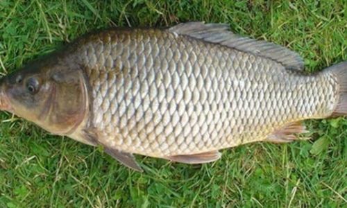 Рыбалка на Трех Китах