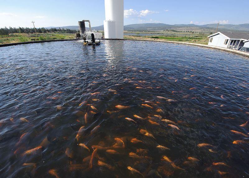 Tilapia farm california