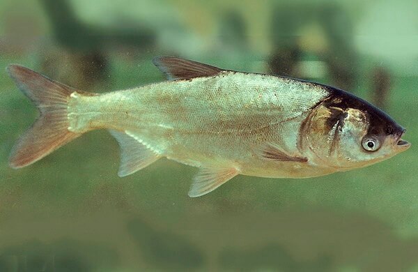 71278867 354516408788936 4036212494421721088 n